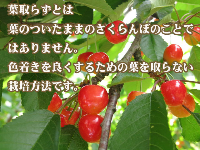 葉取らずの説明650