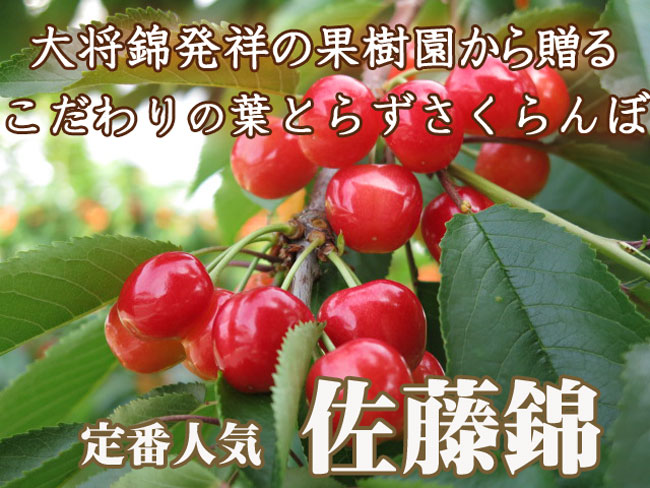 山形の佐藤錦トップ650