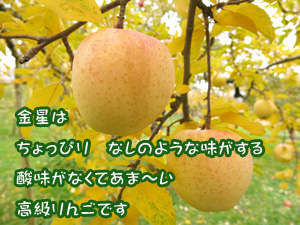 高級ドライフルーツ金星木