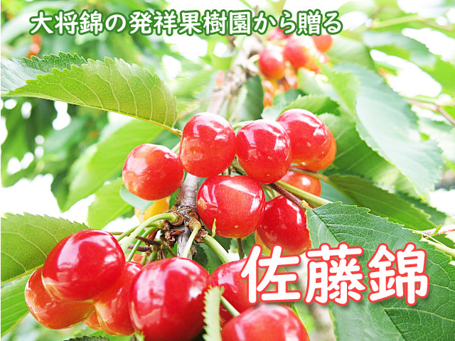 佐藤錦