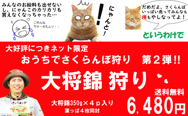 お家でさくらんぼ狩り大将錦