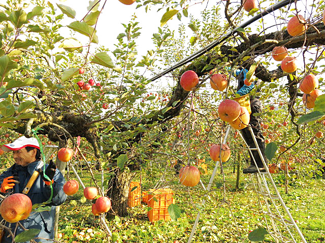 りんご収穫