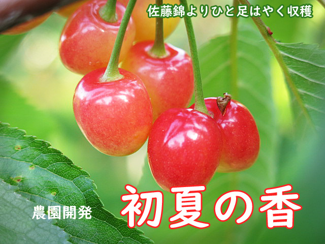 さくらんぼ